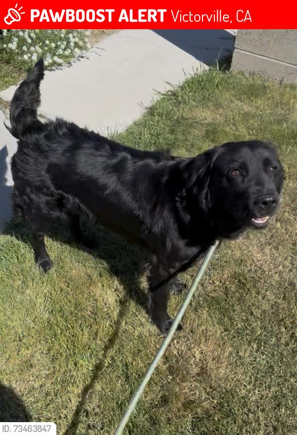 Lost Female Dog last seen Victorville, Victorville, CA 92307
