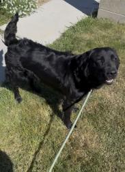 Lost Female Dog last seen Victorville, Victorville, CA 92307