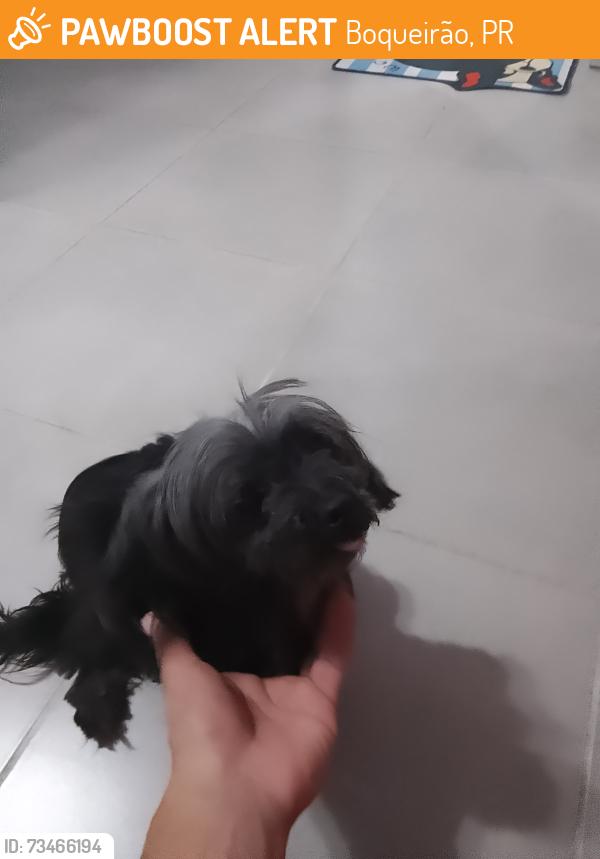 Found/Stray Female Dog last seen Rua.Tenente Antonio Miranda Márquez #18A, Boqueirão, PR 
