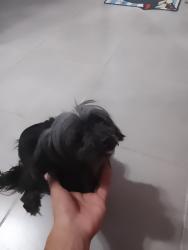 Found/Stray Female Dog last seen Rua.Tenente Antonio Miranda Márquez #18A, Boqueirão, PR 
