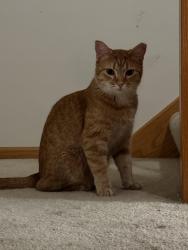 Lost Female Cat last seen Near Sumter ave savage Minnesota to target or any forestry by the church by target, Savage, MN 55378