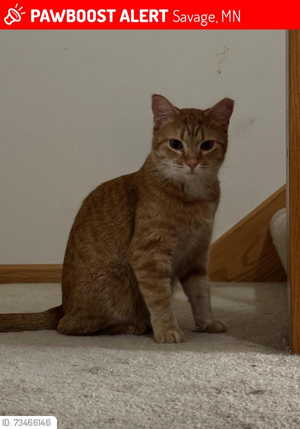 Lost Female Cat last seen Near Sumter ave savage Minnesota to target or any forestry by the church by target, Savage, MN 55378