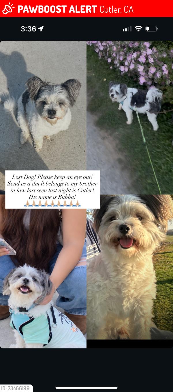 Lost Male Dog last seen Ave 404 & road 128, Cutler, CA 93615