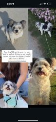 Lost Male Dog last seen Ave 404 & road 128, Cutler, CA 93615