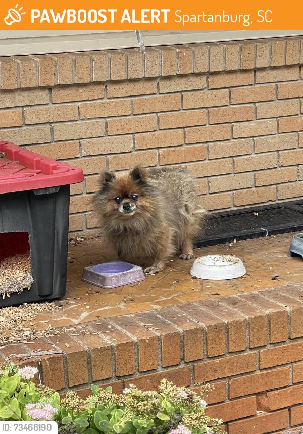 Found/Stray Unknown Dog last seen Cornelius Rd in Woodland Heights, Spartanburg, SC 29301