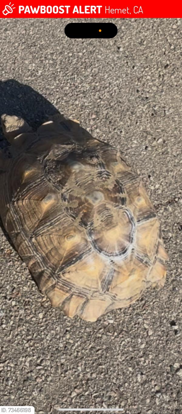 Lost Male Reptile last seen Esplanade and Sanderson and Commonwealth, Hemet, CA 92545
