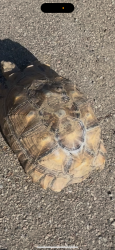 Lost Male Reptile last seen Esplanade and Sanderson and Commonwealth, Hemet, CA 92545