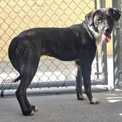 Shelter Stray Female Dog last seen Near Holmes Street, LIVERMORE, CA, 94550, 4651 Gleason Dr, Dublin, CA 94568, USA