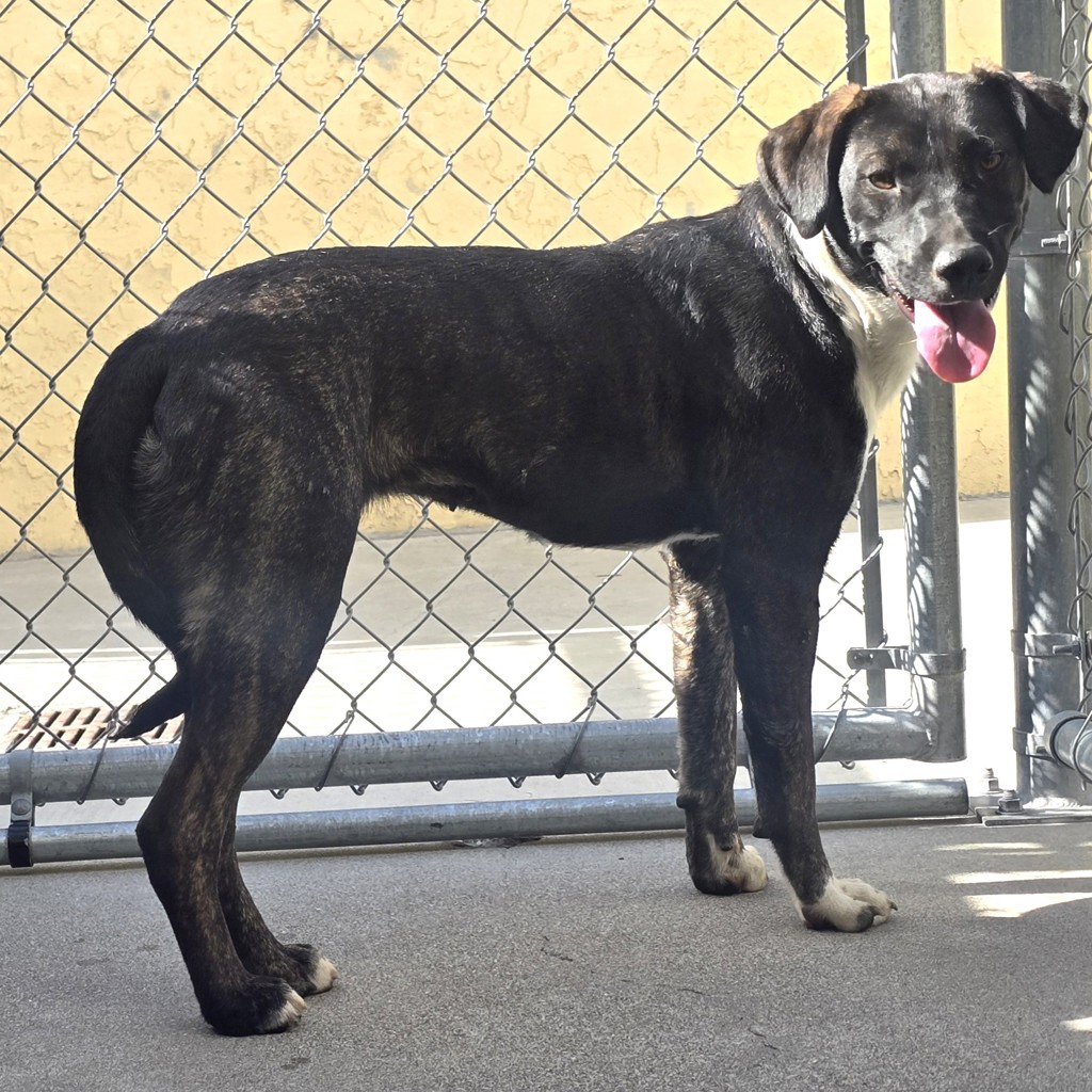 Shelter Stray Female Dog last seen Near Holmes Street, LIVERMORE, CA, 94550, 4651 Gleason Dr, Dublin, CA 94568, USA