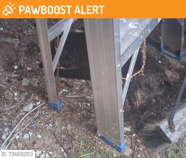Found/Stray Unknown Cat last seen Wilcox Rd & Rathburn Rd E, Mississauga, ON L4Z 1B7