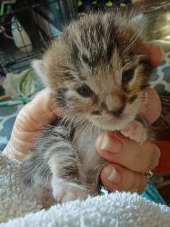Shelter Stray Female Cat last seen Near Shady Acre Lane, Lemon Grove, CA, 91945, El Cajon, CA 92020, USA