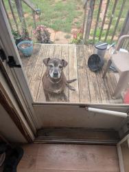 Found/Stray Unknown Dog last seen Bonner way, Greenville County, SC 29627
