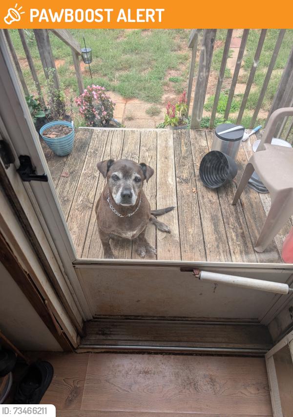 Found/Stray Unknown Dog last seen Bonner way, Greenville County, SC 29627