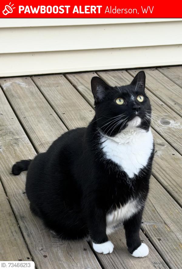 Lost Female Cat last seen Big wheel Restaurant, Alderson, WV 24910