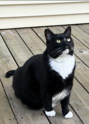 Lost Female Cat last seen Big wheel Restaurant, Alderson, WV 24910