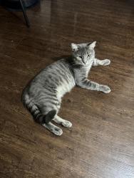 Found/Stray Male Cat last seen ruiz street, San Antonio, TX 78228