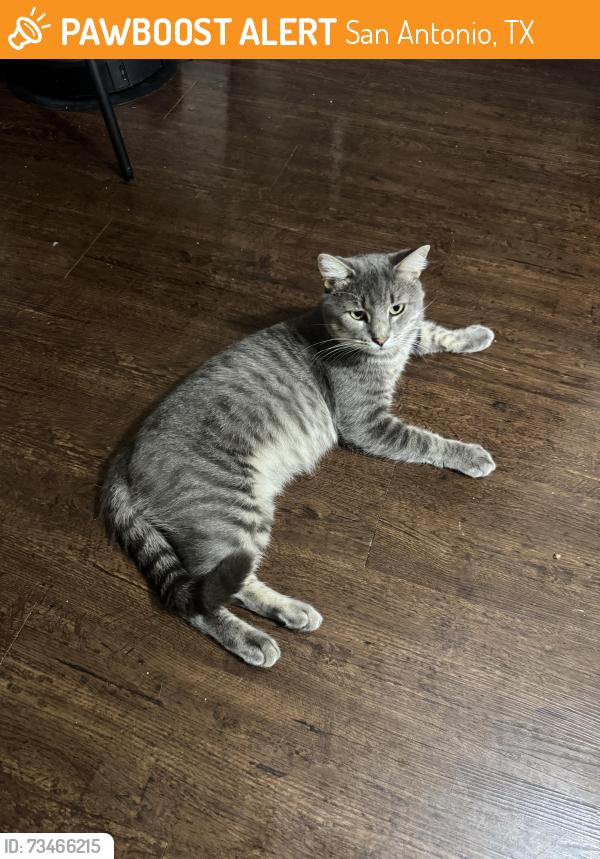 Found/Stray Male Cat last seen ruiz street, San Antonio, TX 78228