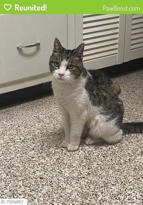 Reunited Female Cat last seen Old Town Village, Winston-Salem, NC 27040