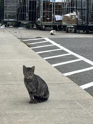 Found/Stray Unknown Cat last seen Dollar general, Climax, NC 27233
