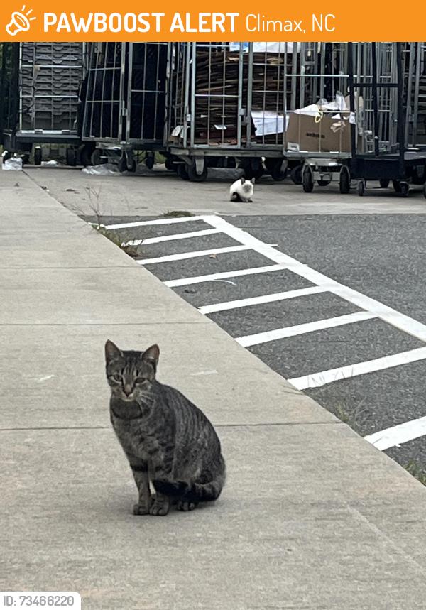 Found/Stray Unknown Cat last seen Dollar general, Climax, NC 27233