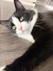 Lost Male Cat last seen Charmant & la jolla colony dr, San Diego, CA 92122