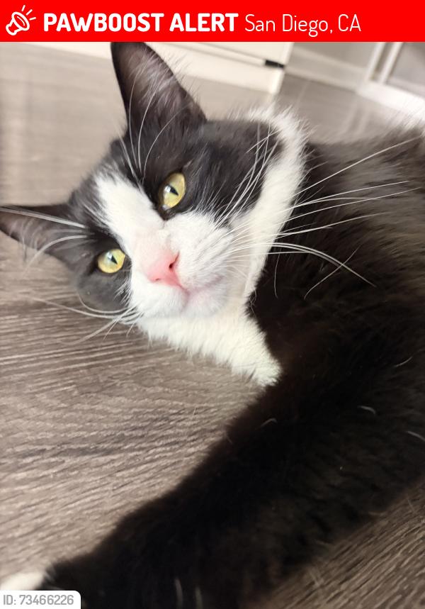 Lost Male Cat last seen Charmant & la jolla colony dr, San Diego, CA 92122