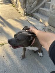 Reunited Female Dog last seen Fuller Ave, St Paul, MN, USA, Saint Paul, MN 55103