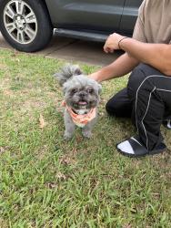 Reunited Male Dog last seen Mission Bend North, Mission Bend, TX 77083