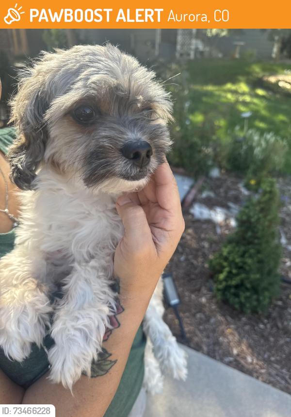 Found/Stray Male Dog last seen Mission Viejo park, Aurora, CO 80013