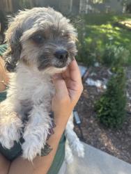 Found/Stray Male Dog last seen Mission Viejo park, Aurora, CO 80013
