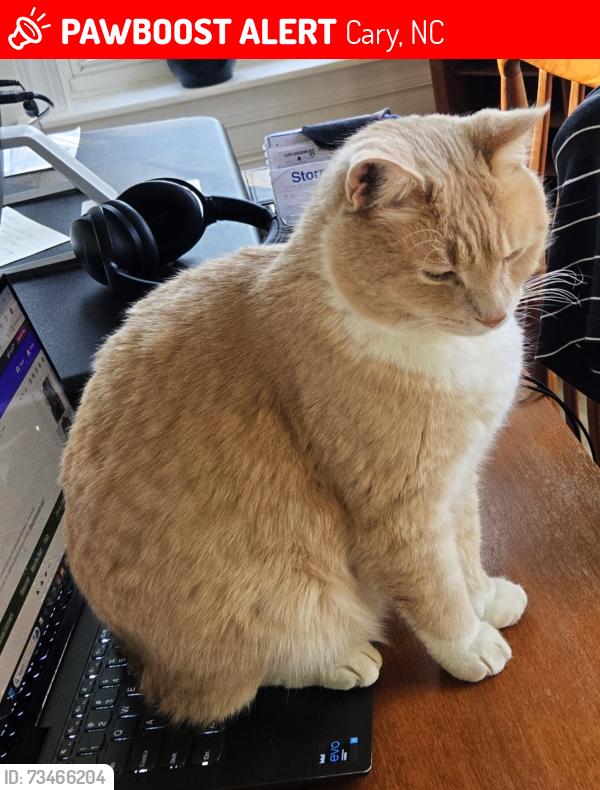 Lost Male Cat last seen Harrison Avenue and Chapel Hill, Cary, NC 27513