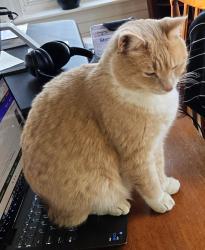 Lost Male Cat last seen Harrison Avenue and Chapel Hill, Cary, NC 27513
