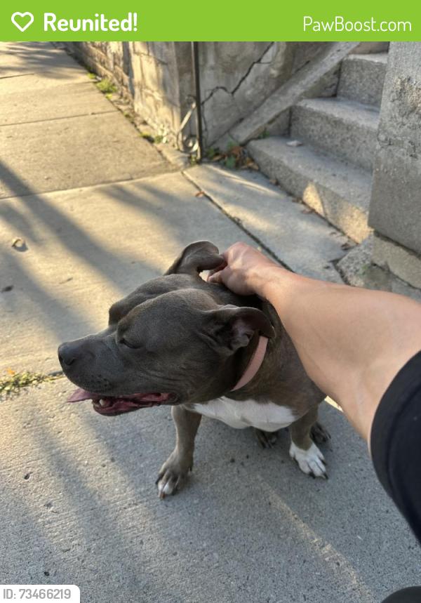 Reunited Female Dog last seen Fuller Ave, St Paul, MN, USA, Saint Paul, MN 55103
