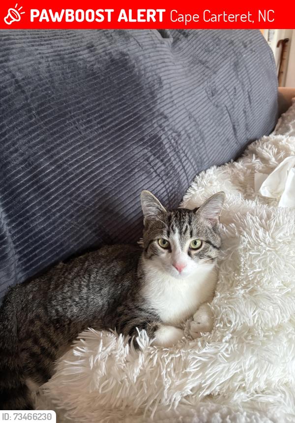 Lost Male Cat last seen Taylor notion, Cape Carteret, NC 28584
