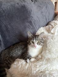 Lost Male Cat last seen Taylor notion, Cape Carteret, NC 28584