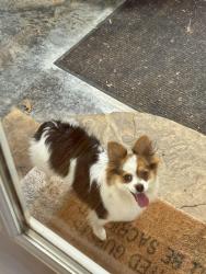Found/Stray Female Dog last seen Highway 196 Eads, Memphis, TN 38028