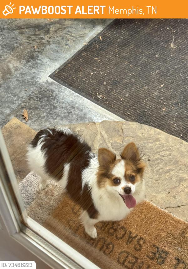Found/Stray Female Dog last seen Highway 196 Eads, Memphis, TN 38028
