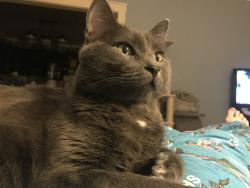 Reunited Male Cat last seen Van Wie, Rockford, IL 61103