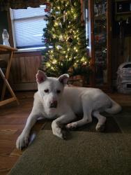 Lost Female Dog last seen Near yost avenue bethlehem pa, Bethlehem, PA 18015