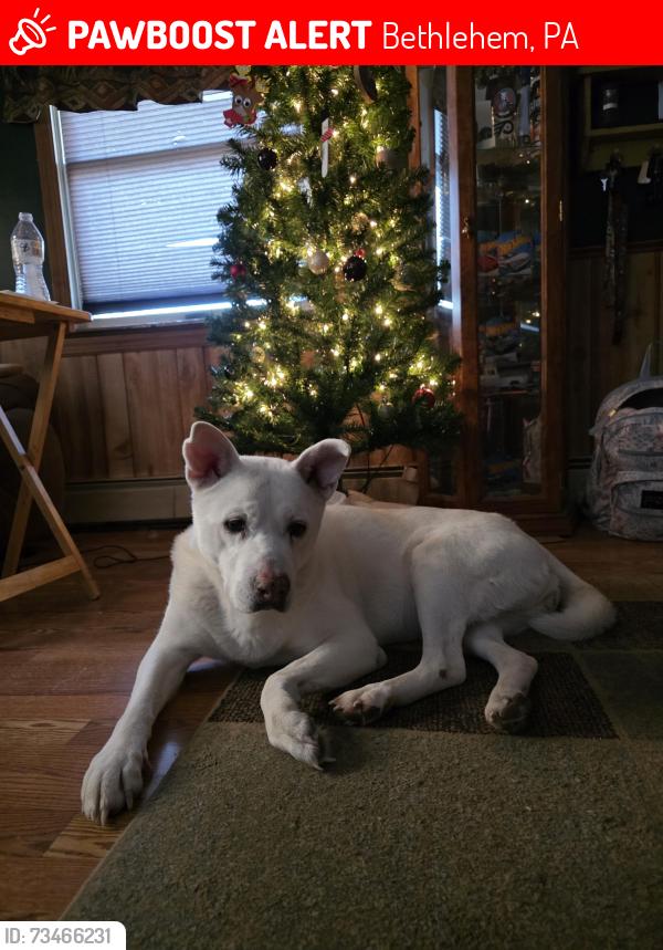 Lost Female Dog last seen Near yost avenue bethlehem pa, Bethlehem, PA 18015