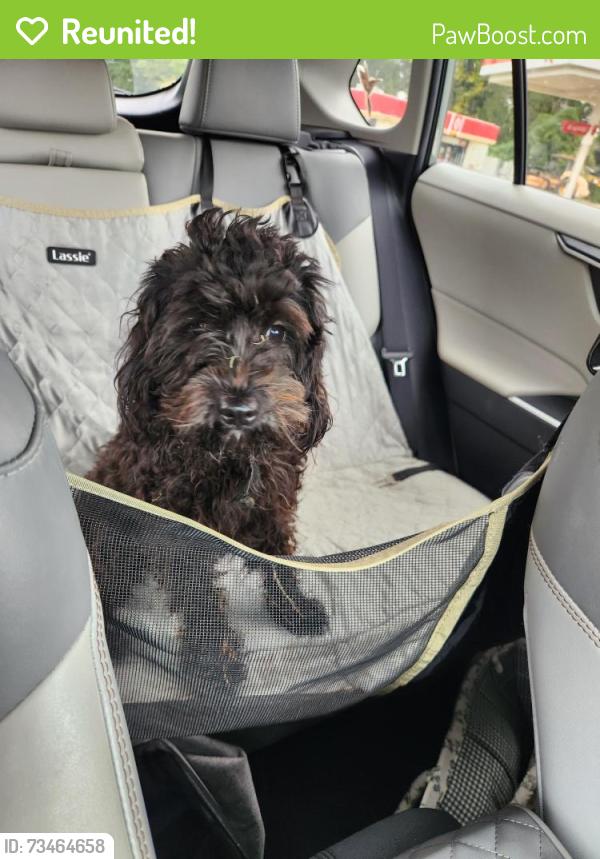Reunited Male Dog last seen Dave and Ebert, Winston-Salem, NC 27127