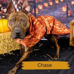 Shelter Stray Male Dog last seen , Animal Care & Control Team of Philly, 111 W Hunting Park Ave, Philadelphia, PA 19140, USA