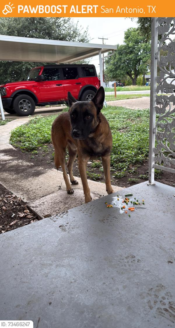 Found/Stray Male Dog last seen Oblate Dr and jones maltsberger, San Antonio, TX 78216