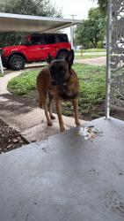 Found/Stray Male Dog last seen Oblate Dr and jones maltsberger, San Antonio, TX 78216