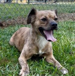 Reunited Female Dog last seen Georgia Ave and Bel Pre, Silver Spring, Aspen Hill, MD 20853