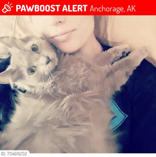 Lost Female Cat last seen W . 26th Ave, by Chilkoot Charlie's Bar, Anchorage, AK 99503