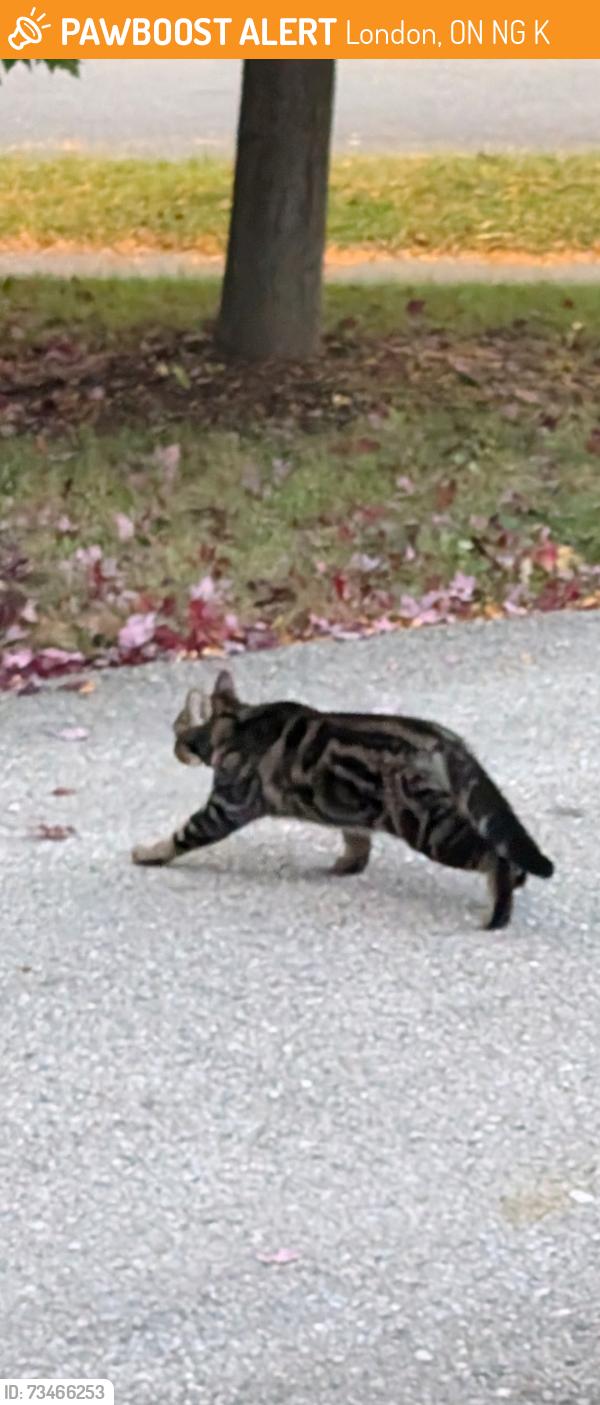 Found/Stray Unknown Cat last seen Jubilee Drive and Hawthorne Street, London, ON N6G 5K4