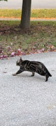 Found/Stray Unknown Cat last seen Jubilee Drive and Hawthorne Street, London, ON N6G 5K4