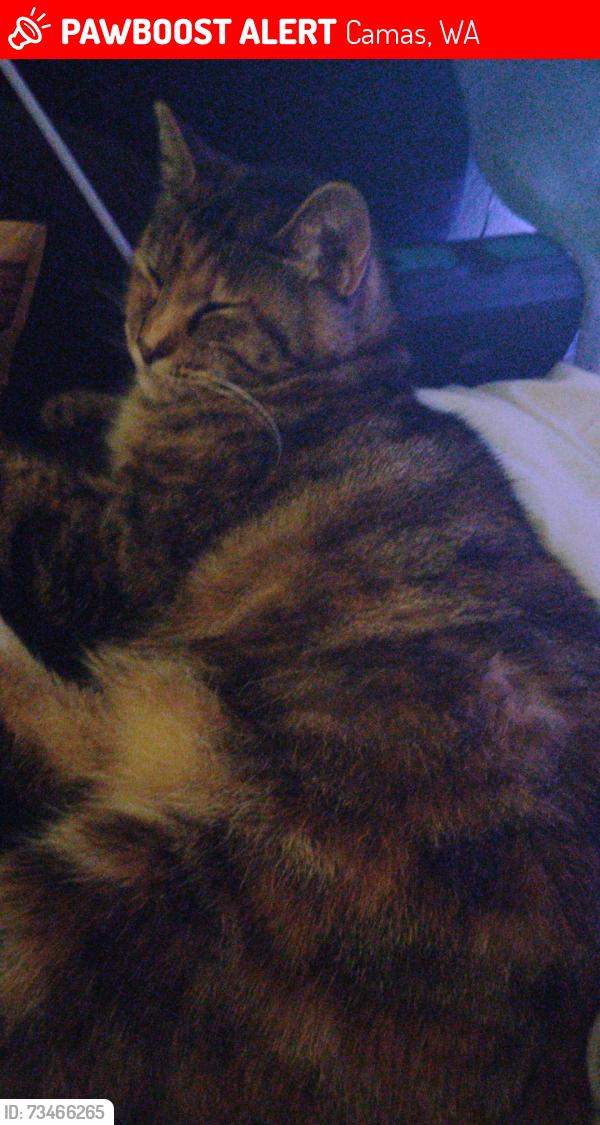 Lost Female Cat last seen 25th St, Washougal, WA 98671 289-299 SE Zenith St, Camas, WA 98607, Camas, WA 98607