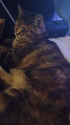 Lost Female Cat last seen 25th St, Washougal, WA 98671 289-299 SE Zenith St, Camas, WA 98607, Camas, WA 98607